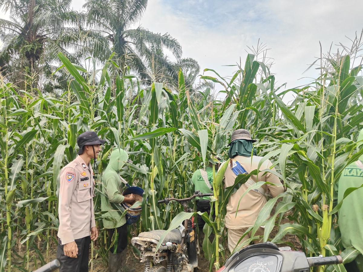 Polsek Mandau Pantau Pertumbuhan Jagung Pipil, Wujudkan Ketahanan dan Swasembada Pangan